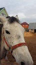 White horse with kind eyes. Royalty Free Stock Photo